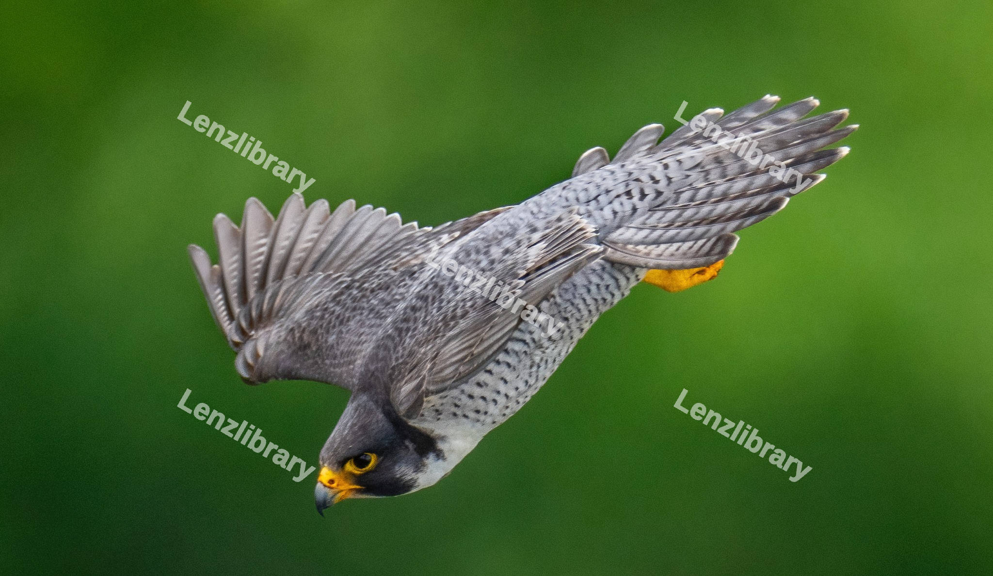 Peregrine Falcon
